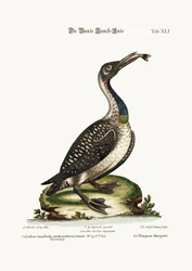 The Speckled Diver or Loon, 1749-73